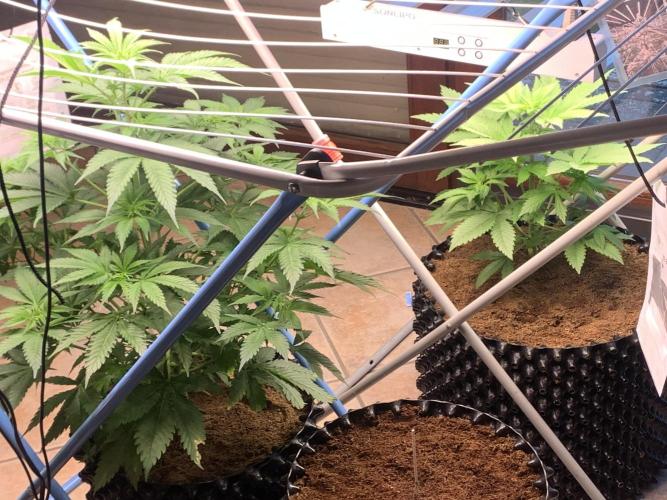 BMG Blood Moon Gelato. Week 10 - Start week 10