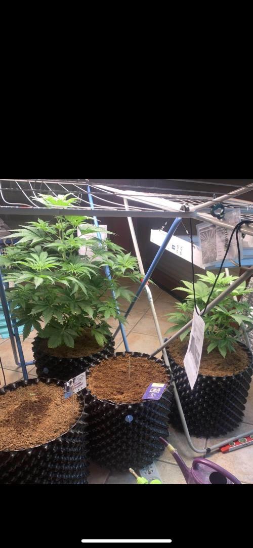 BMG Blood Moon Gelato. Week 10 - Day 65 switching to flower | 