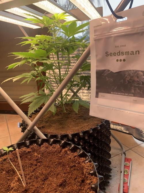 BMG Blood Moon Gelato. Week 11 - Day 6 after change light cycle to 12h