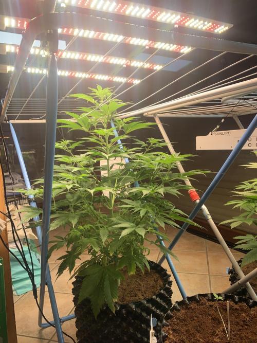 BMG Blood Moon Gelato. Week 11 - Same