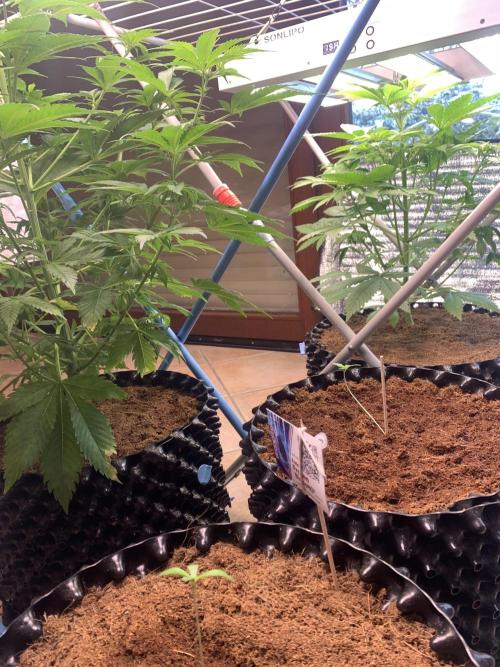 BMG Blood Moon Gelato. Week 11 - Same