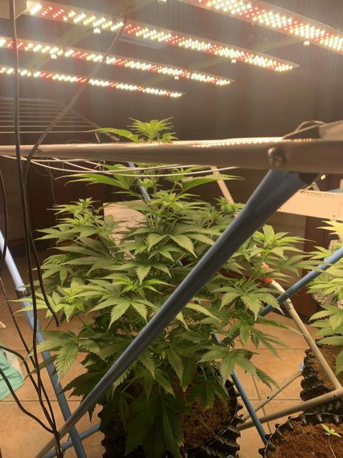 BMG Blood Moon Gelato. Week 11 - Same