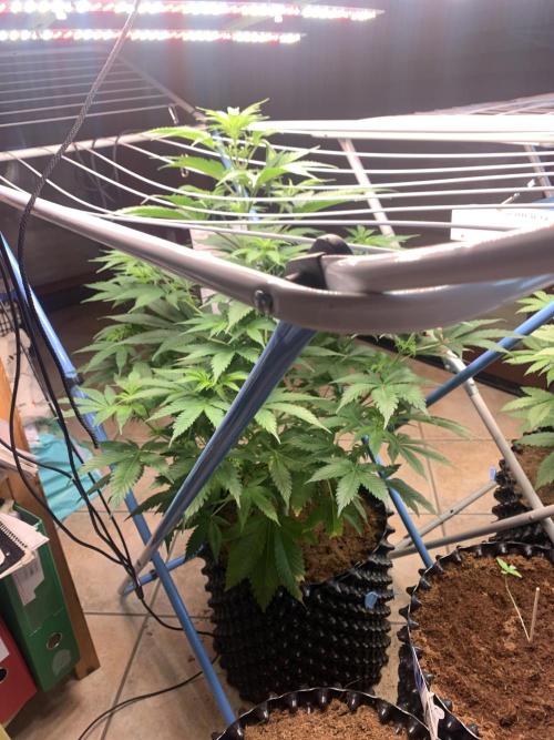 BMG Blood Moon Gelato. Week 11 - Same