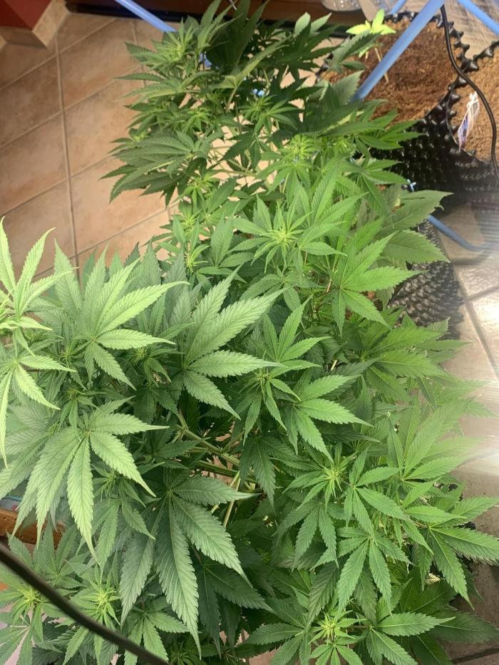 BMG Blood Moon Gelato. Week 12 - Added Bud blood for 2 weeks 