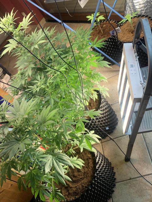 BMG Blood Moon Gelato. Week 13 - Extra side light