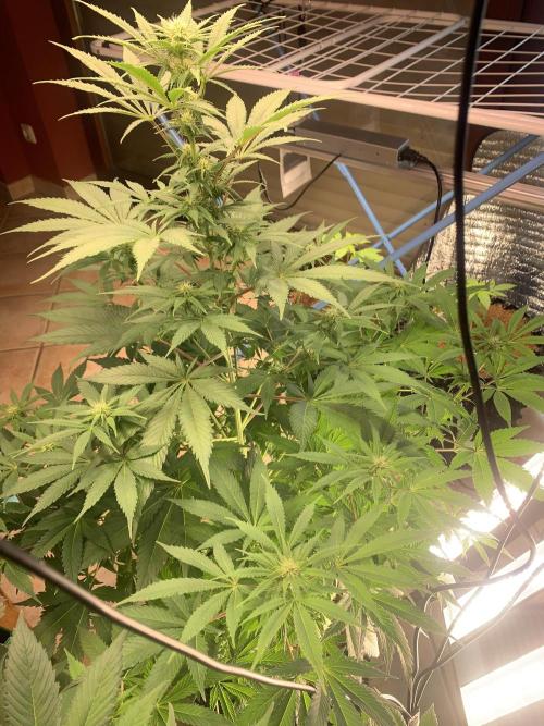 BMG Blood Moon Gelato. Week 13 - Grow 