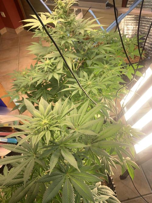 BMG Blood Moon Gelato. Week 13 - Grow