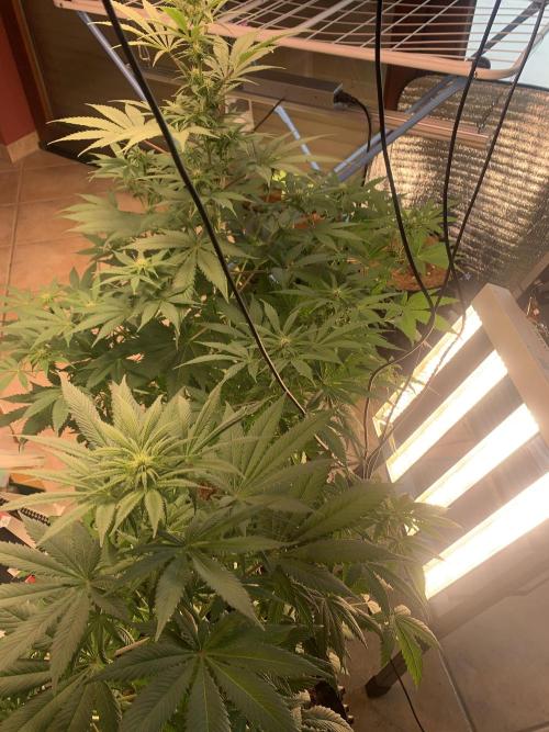 BMG Blood Moon Gelato. Week 13 - Grow 