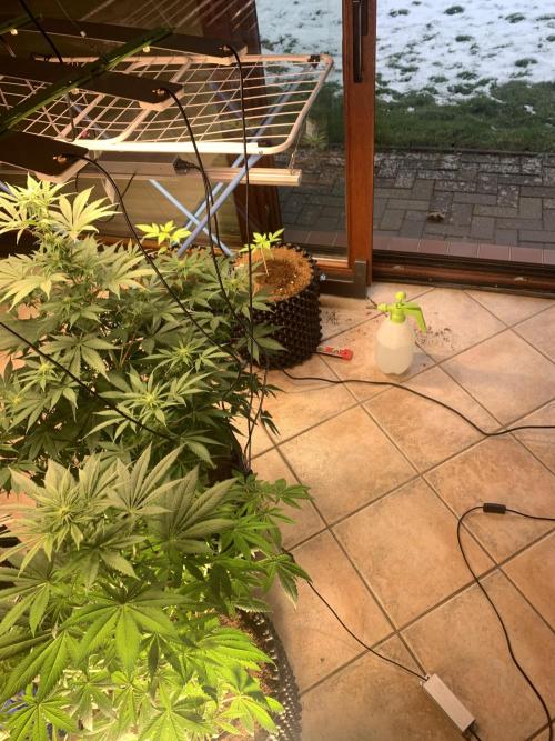 BMG Blood Moon Gelato. Week 13 - Grow