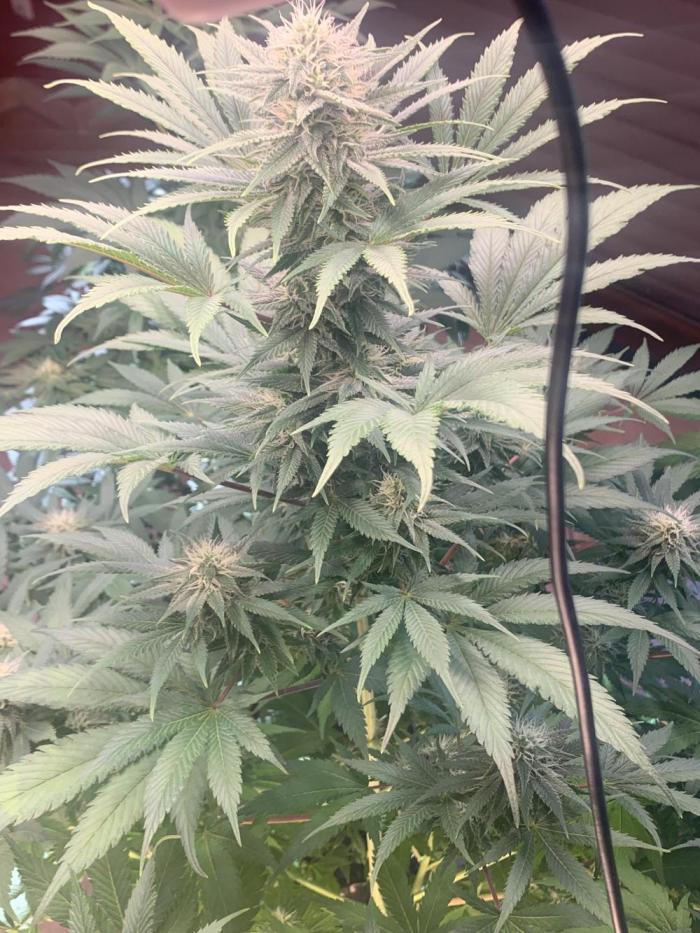 BMG Blood Moon Gelato. Week 14 - Pic end 2 week 15