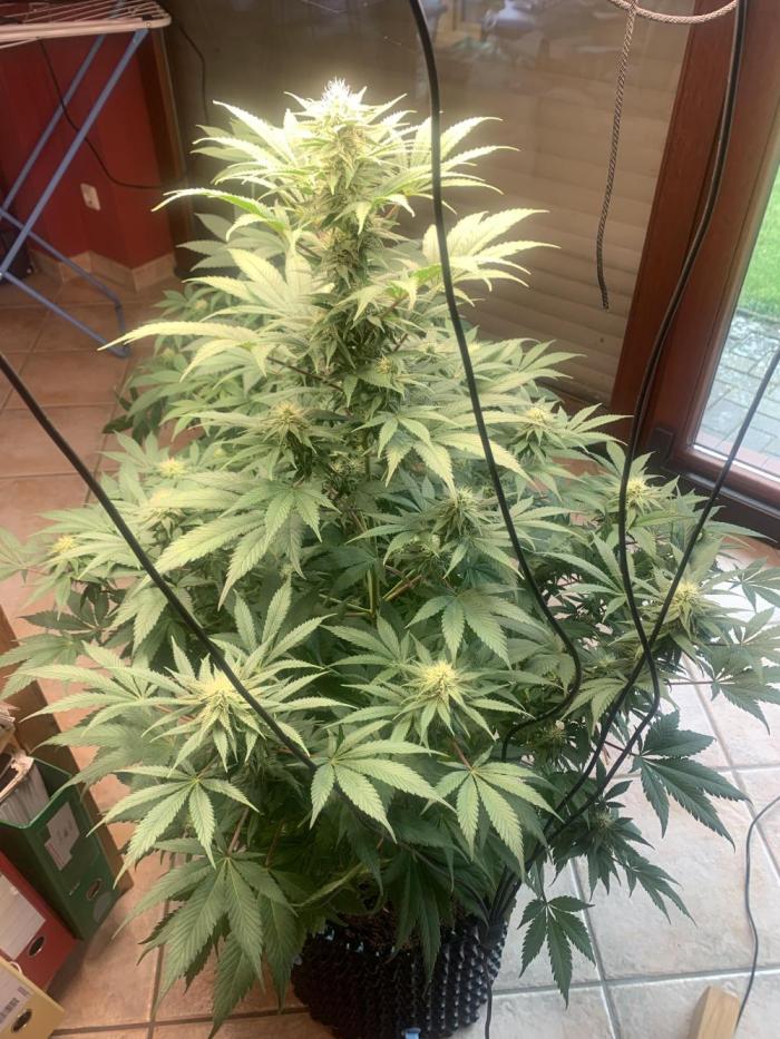 BMG Blood Moon Gelato. Week 15 - Week14/15