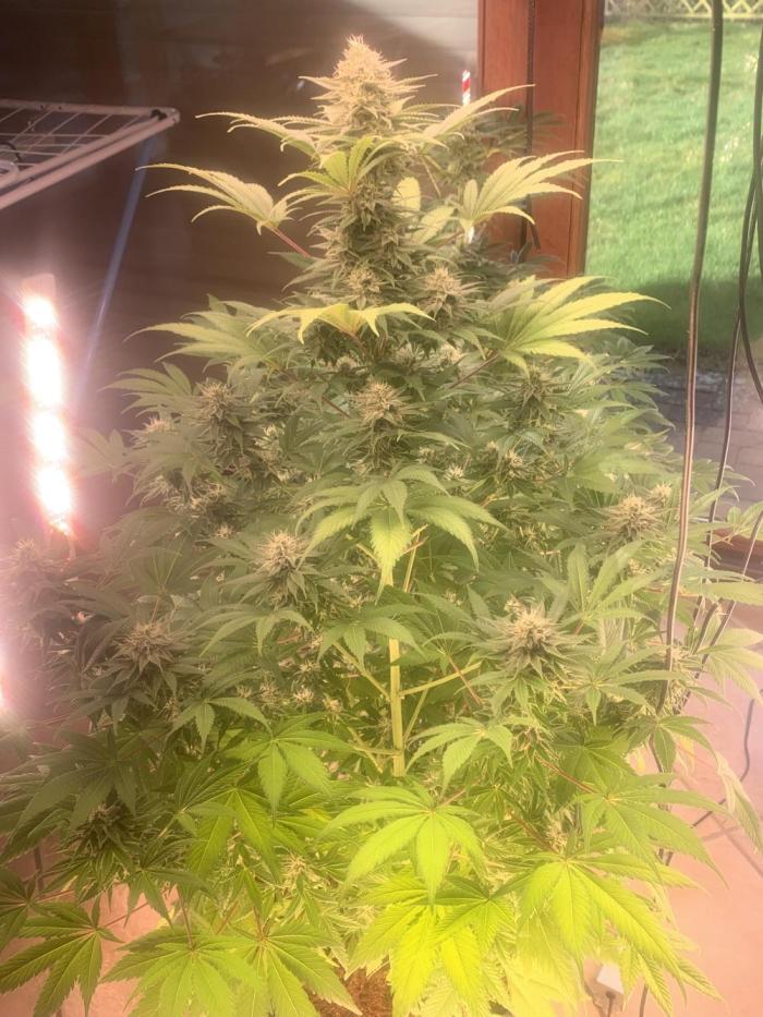 BMG Blood Moon Gelato. Week 16 - Increase light power to 3x160 +120