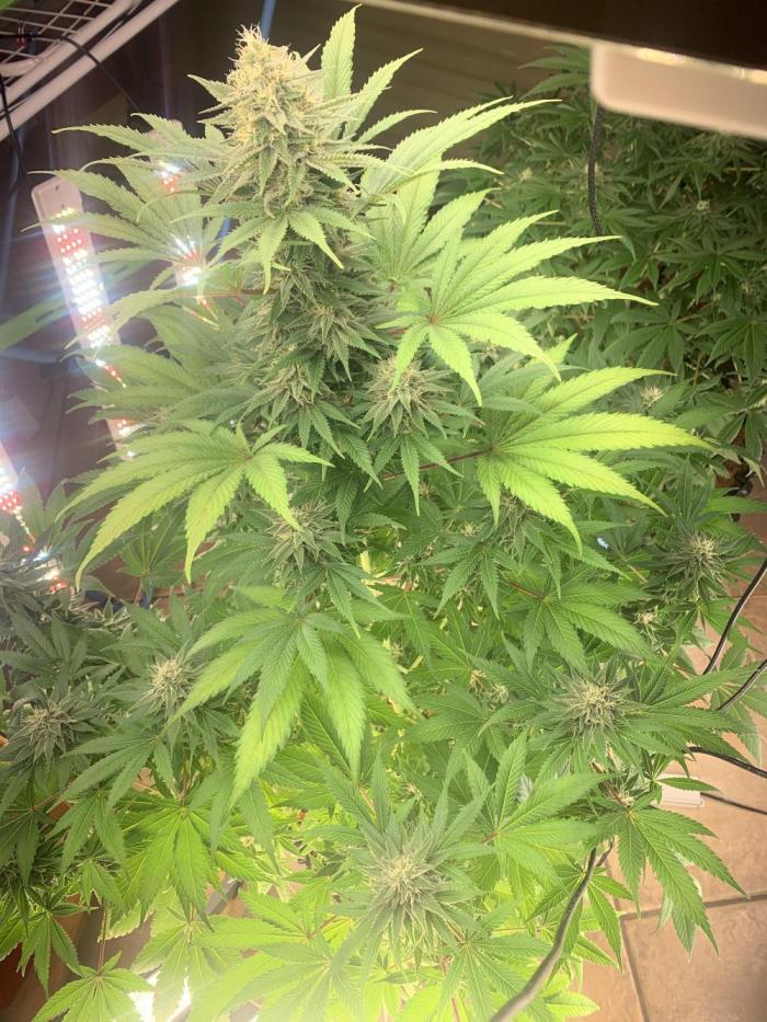 BMG Blood Moon Gelato. Week 17