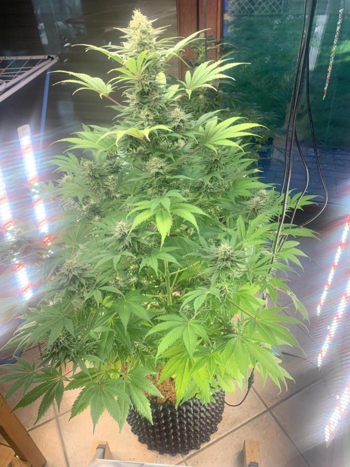 BMG Blood Moon Gelato. Week 18