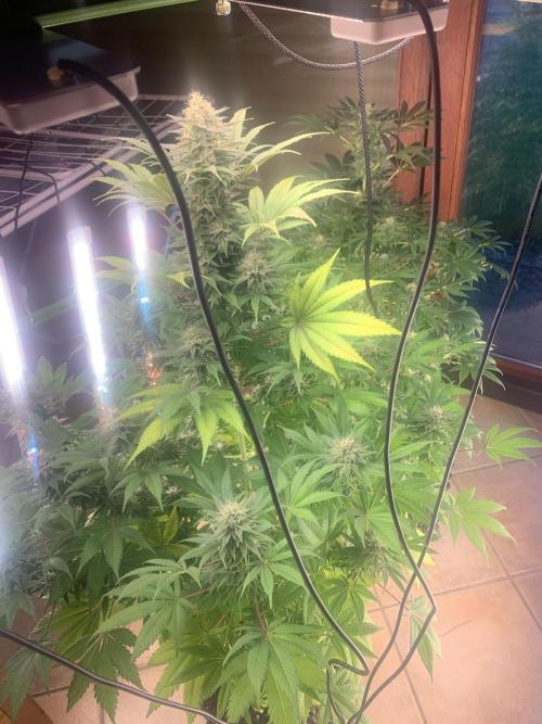 BMG Blood Moon Gelato. Week 19 - Near finish