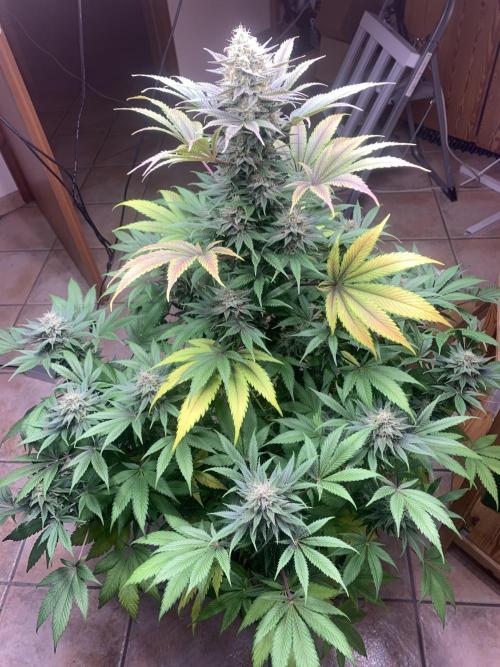 BMG Blood Moon Gelato. Week 19 - Harvest in 10 days at full moon 