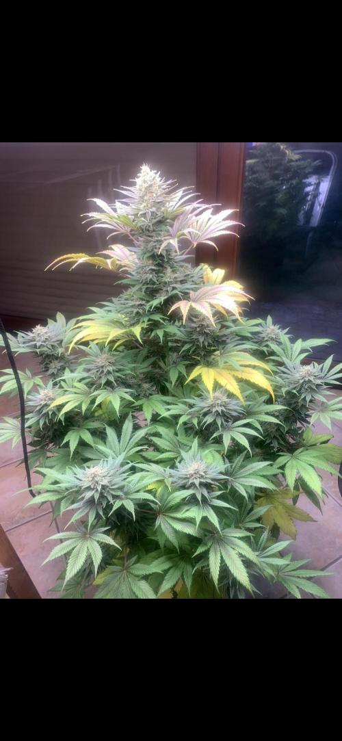 BMG Blood Moon Gelato. Week 20 - Start