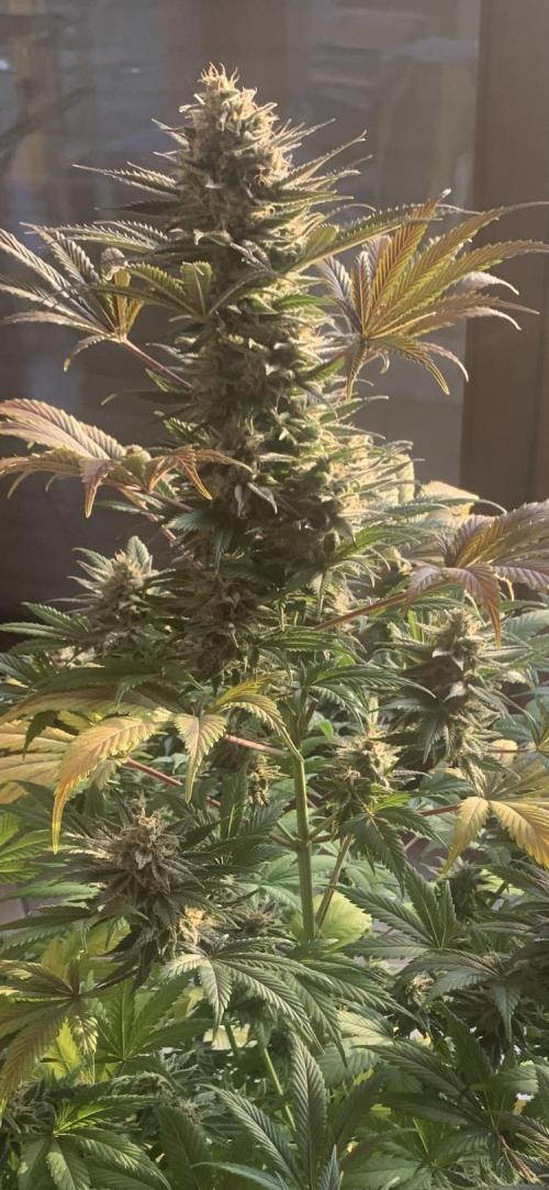 BMG Blood Moon Gelato. Week 20 - So far … 9,5 weeks flower and 9,5 weeks veg.Phase