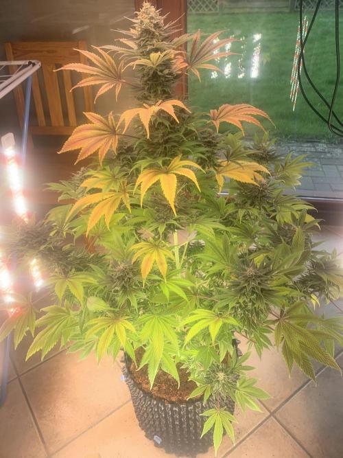 BMG Blood Moon Gelato. Week 20 - Last breeth 