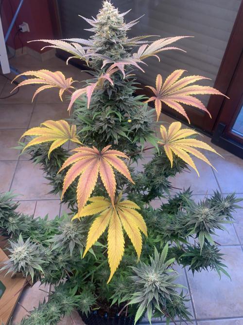 BMG Blood Moon Gelato. Week 20 - 1