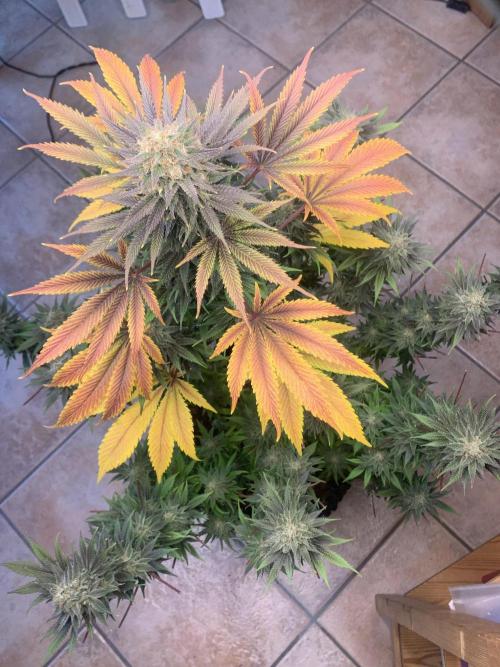 BMG Blood Moon Gelato. Week 20 - 2