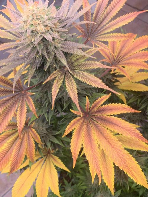 BMG Blood Moon Gelato. Week 20 - 3