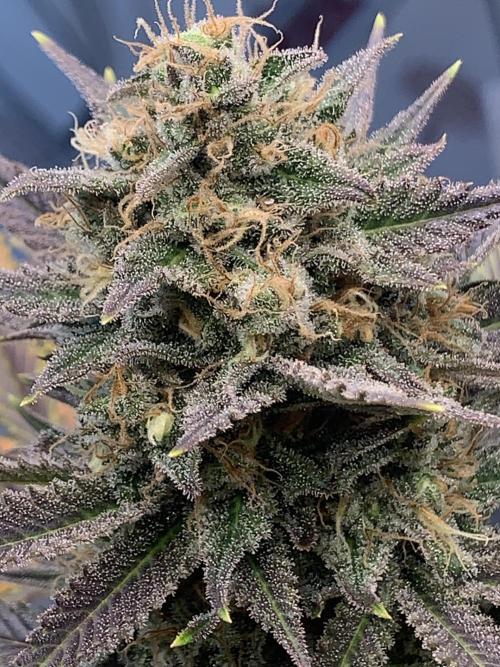 BMG Blood Moon Gelato. Week 20 - 4