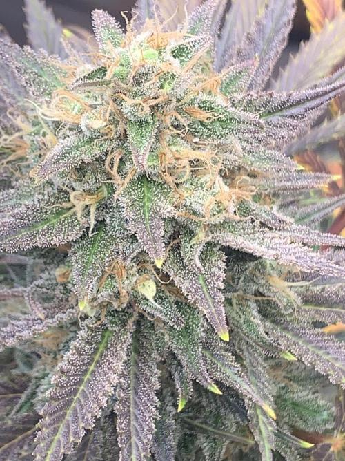 BMG Blood Moon Gelato. Week 20 - 5