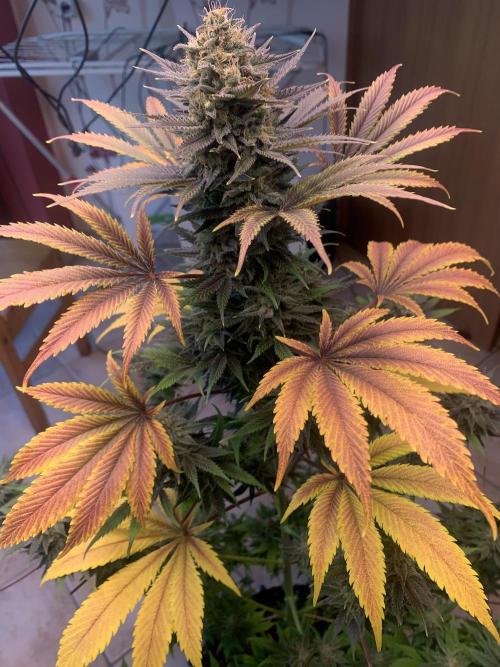 BMG Blood Moon Gelato. Week 20 - 6