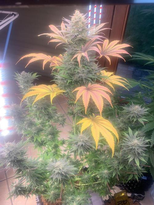 BMG Blood Moon Gelato. Week 20 - 7