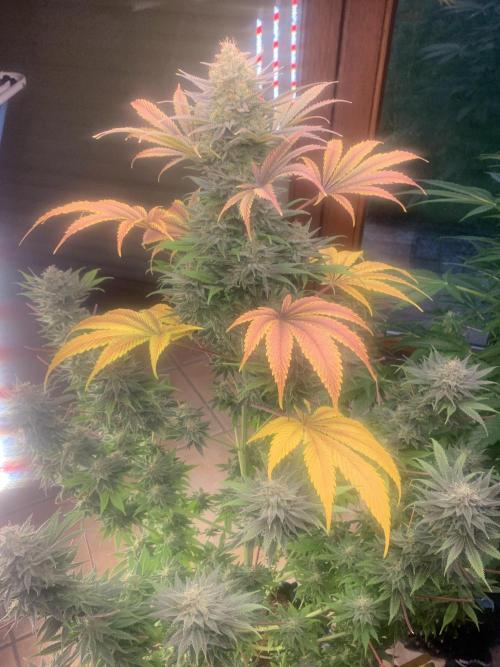 BMG Blood Moon Gelato. Week 20 - 8