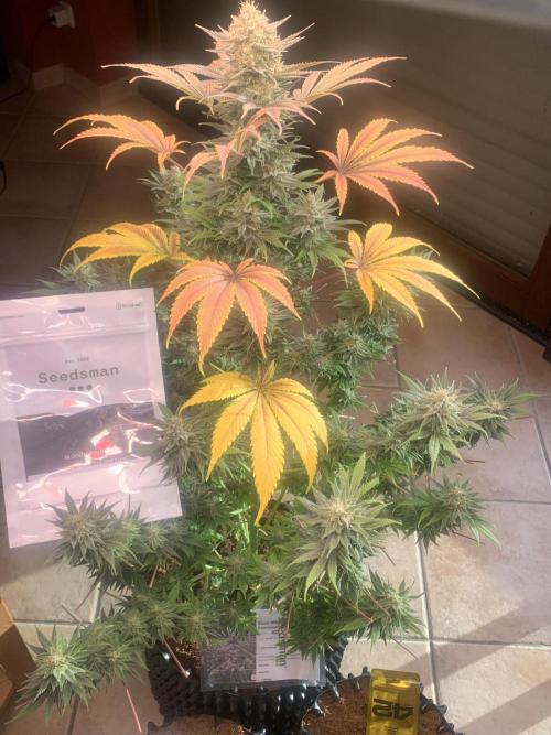 BMG Blood Moon Gelato. Week 20 - 10