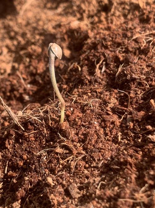Fast Buds Outdoor 2026  Gorilla Melon. Week 0 - Climbing 