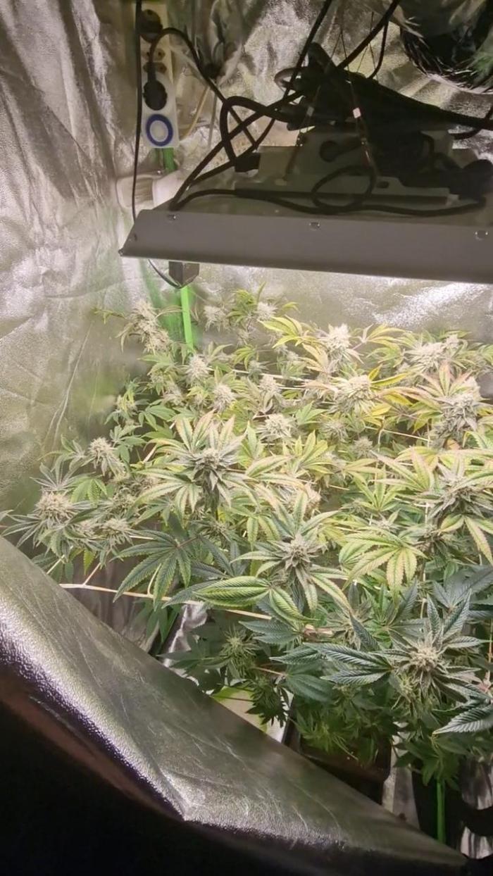 Test2. Week 8 - Unmittelbar vor dem wettrimm