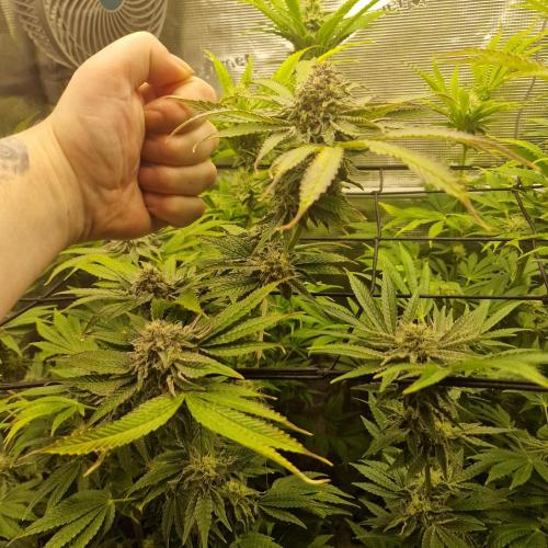 Greenhouse Seeds. Week 8