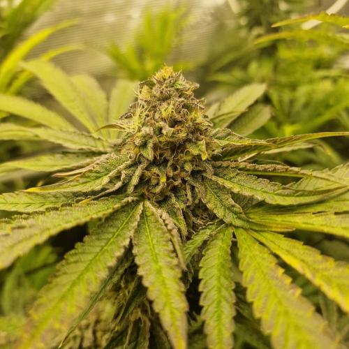 Greenhouse Seeds. Week 8