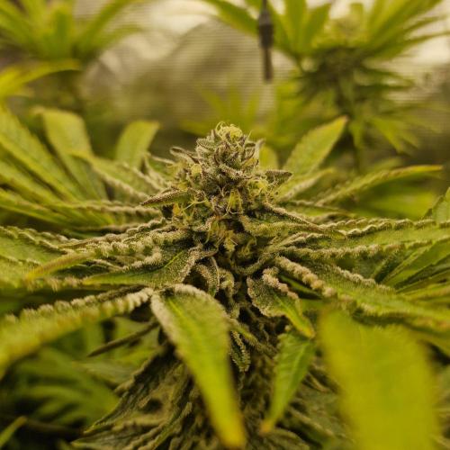 Greenhouse Seeds. Week 8