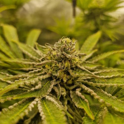 Greenhouse Seeds. Week 8