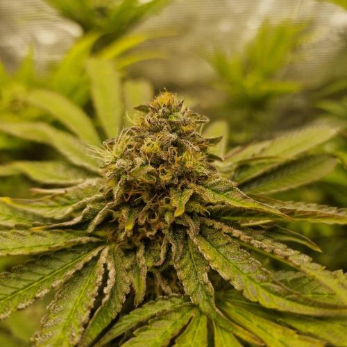 Greenhouse Seeds. Week 8