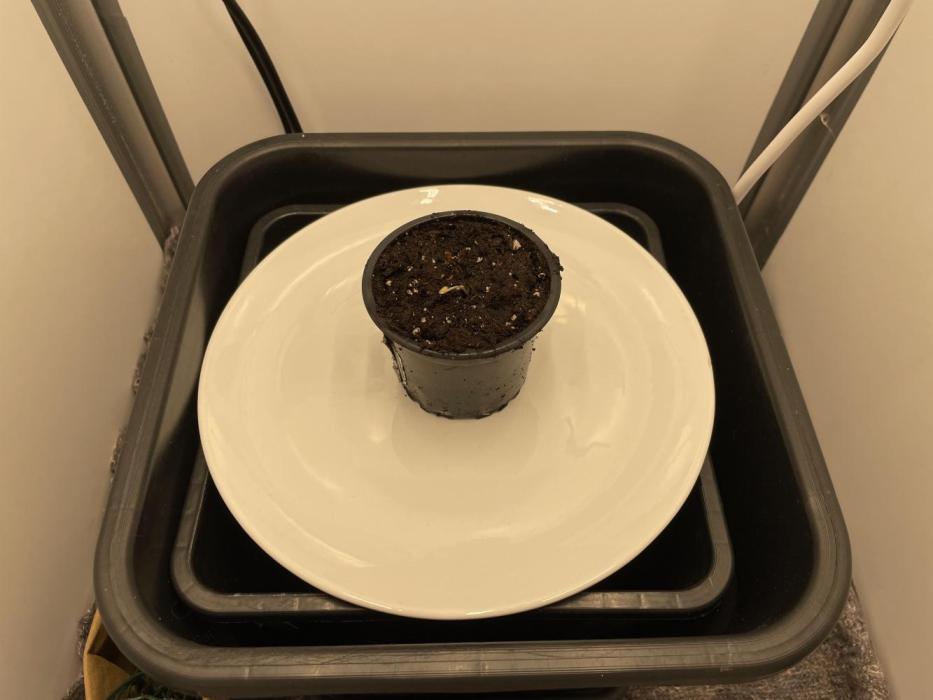 LST420:001 Mokum's Tulip - Dutch Passion. Week 0 - Day 1 Germinated seed planted