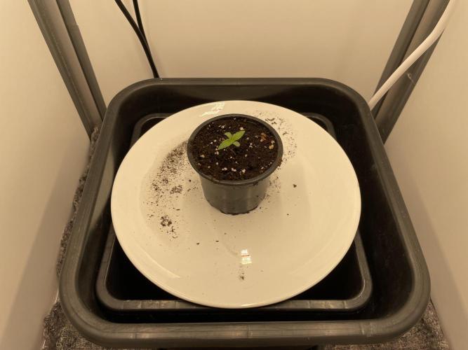 LST420:001 Mokum's Tulip - Dutch Passion. Week 1 - Day 5