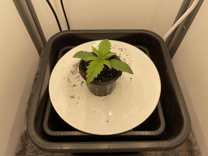 LST420:001 Mokum's Tulip - Dutch Passion. Week 2 - Day 11