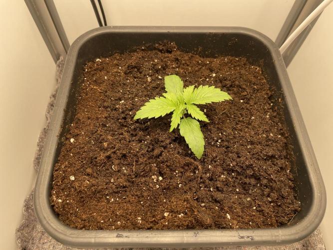 LST420:001 Mokum's Tulip - Dutch Passion. Week 2 - Day 12