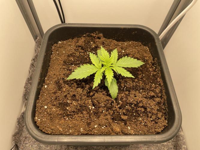 LST420:001 Mokum's Tulip - Dutch Passion. Week 2 - Day 13