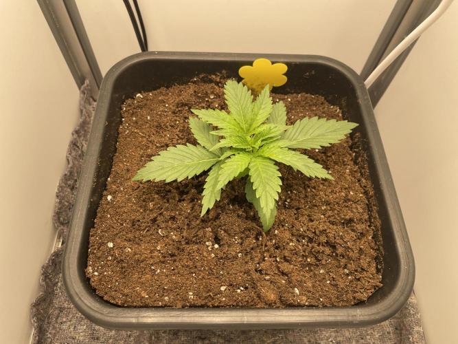 LST420:001 Mokum's Tulip - Dutch Passion. Week 3 - Day 15