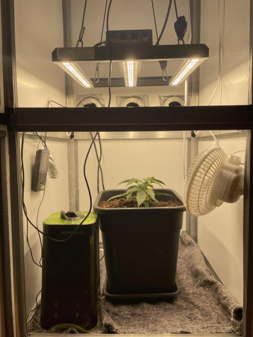LST420:001 Mokum's Tulip - Dutch Passion. Week 3 - Day 19 Setup: Light, Thermo/Hygrometer, sensors, clipfan, humidifier, 
heatmat