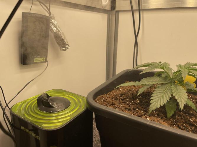 LST420:001 Mokum's Tulip - Dutch Passion. Week 3 - Day 19 Setup: Thermo/Hygrometer, humidifier, sensors covered in tinfoil, heatmat