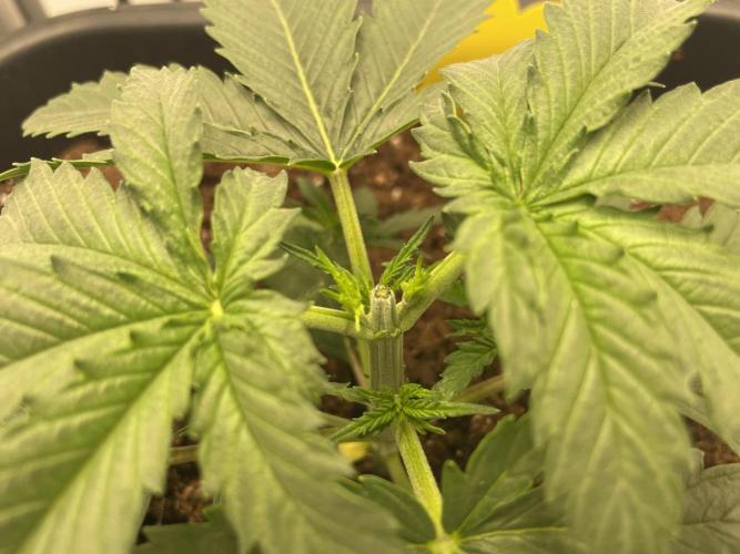 LST420:001 Mokum's Tulip - Dutch Passion. Week 3 - Day 19

Topped after the 4th node.