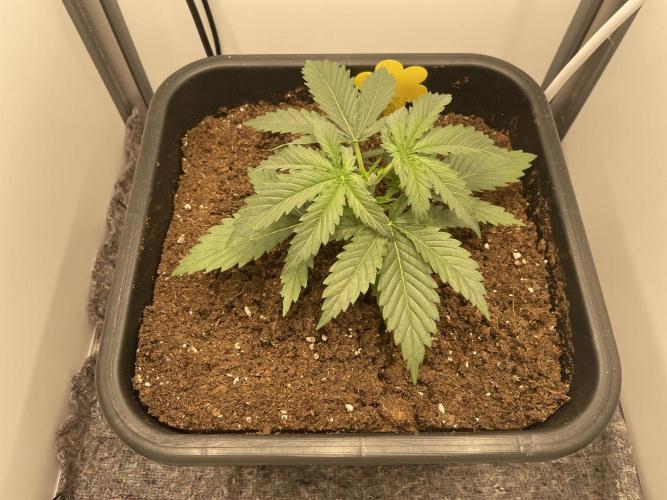 LST420:001 Mokum's Tulip - Dutch Passion. Week 3 - Day 19