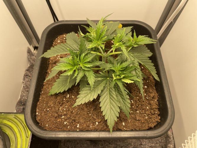 LST420:001 Mokum's Tulip - Dutch Passion. Week 4 - Day 23